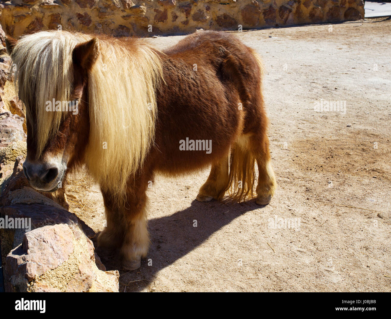 Bella Pony marrone con capelli lunghi in zoo Foto stock - Alamy
