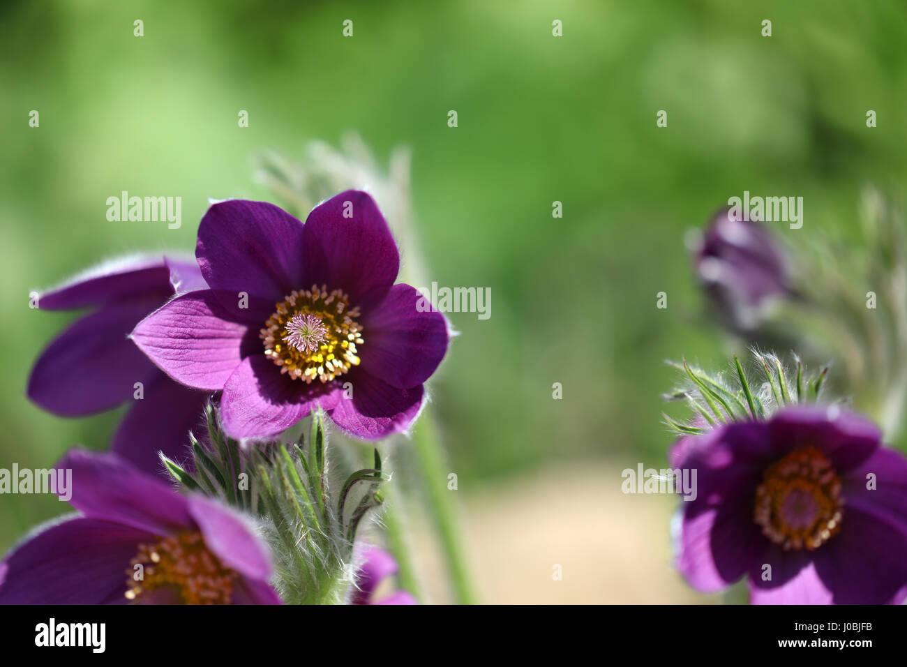 Blühende Küchenschelle Pulsatilla vulgaris Foto Stock