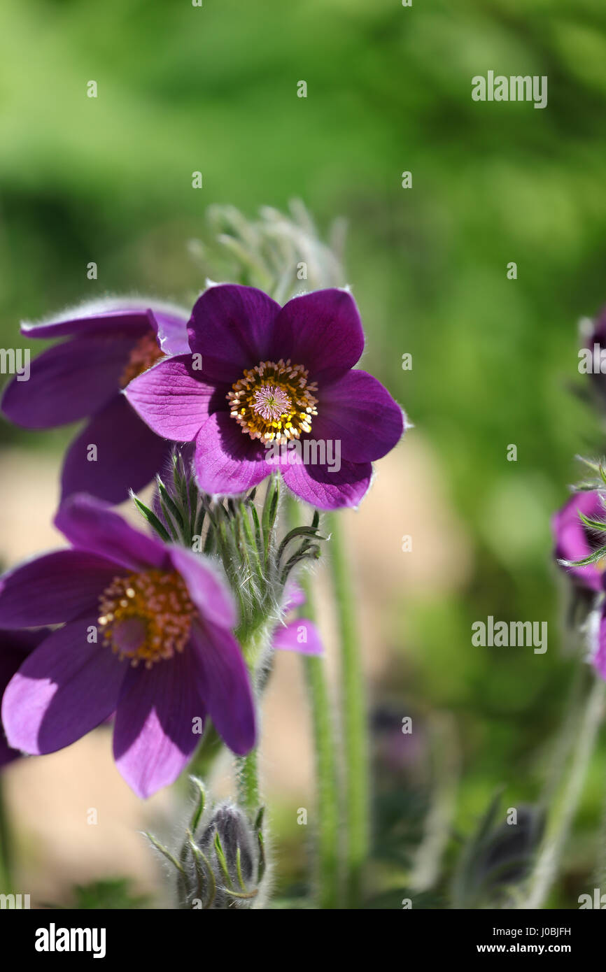 Blühende Küchenschelle Pulsatilla vulgaris Foto Stock