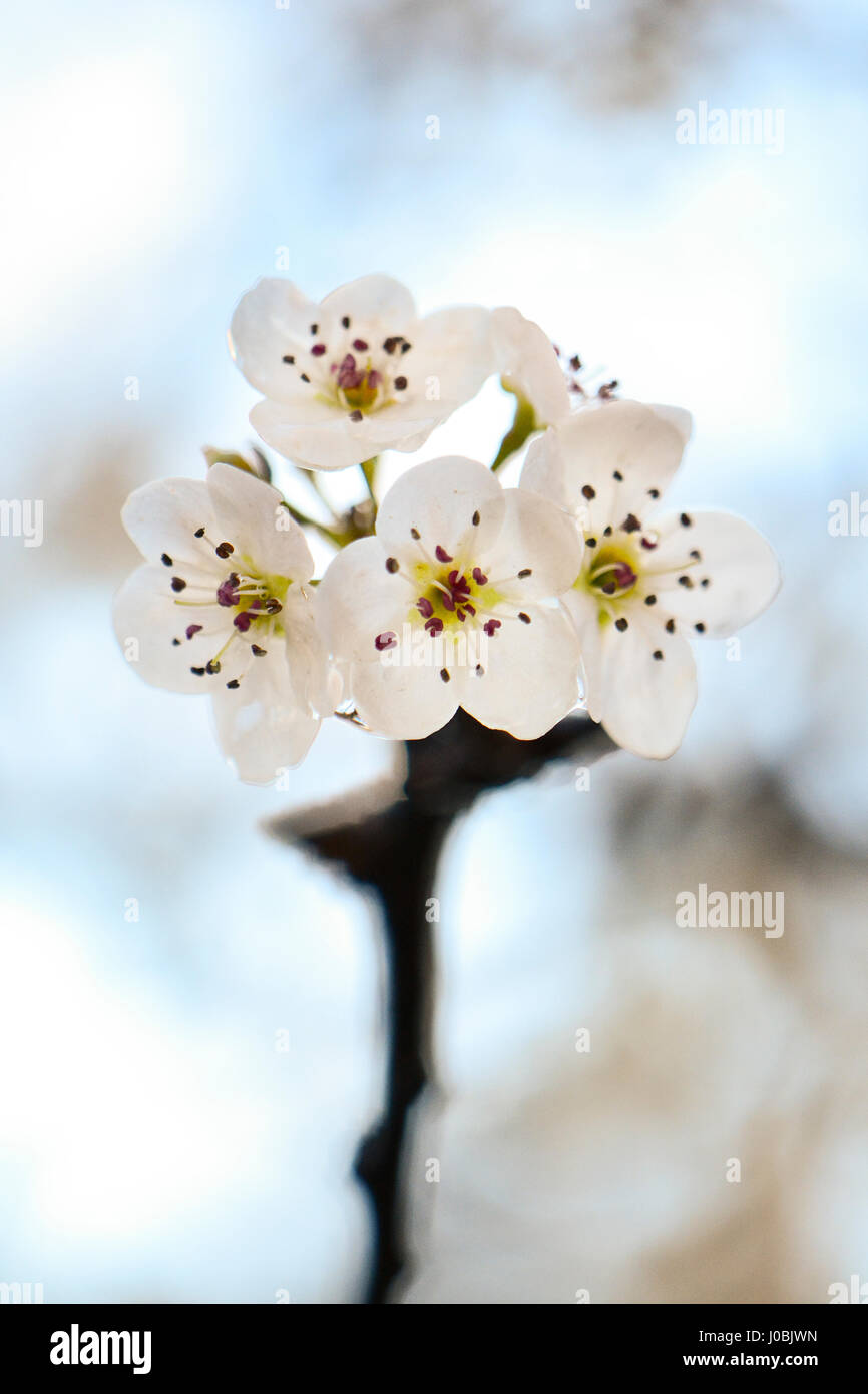 Fiore di Ciliegio fiori isolati su un ramo, ad alta densità di fiori e di cieli azzurri in soft focus in background. Foto Stock