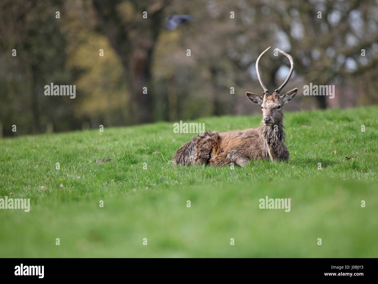 Capriolo stag a Wollaton Park, Wollaton Hall, Nottingham, Inghilterra. Foto Stock