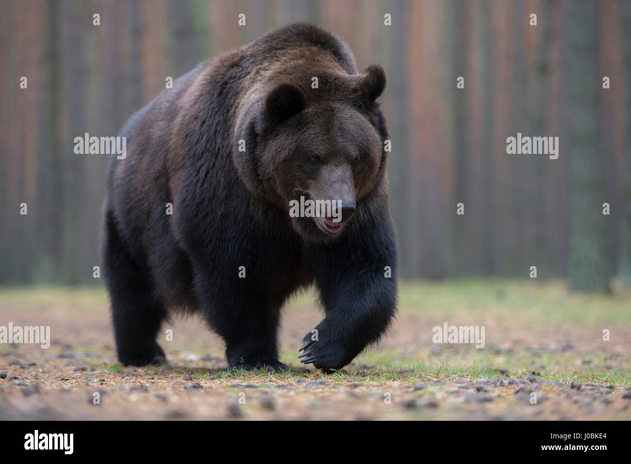 Unione orso bruno / Europaeischer Braunbaer ( Ursus arctos ), adulti, grande, forte e potente a piedi attraverso una foresta. Foto Stock