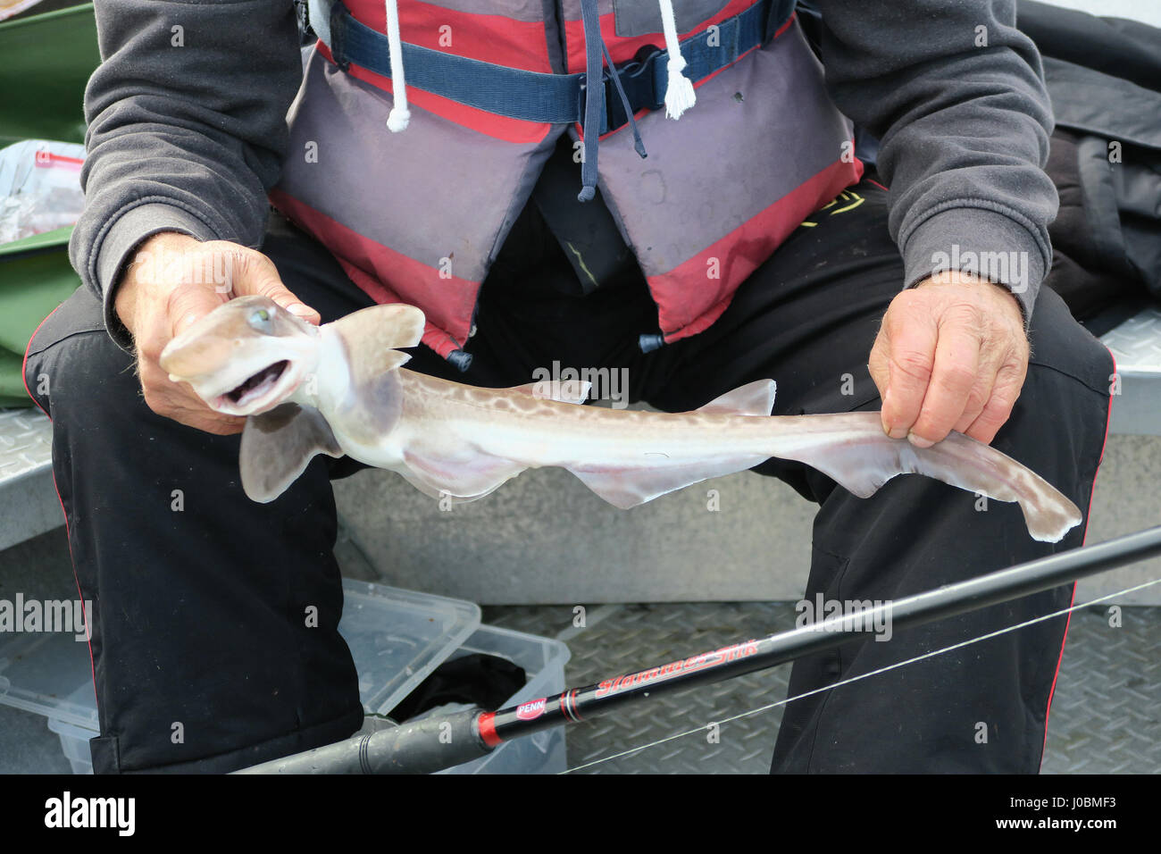 HITRA, Sør-Trøndelag/ Norvegia Luglio 03 2016: pesca in Norvegia a isle Hitra un gattucci. Foto Stock