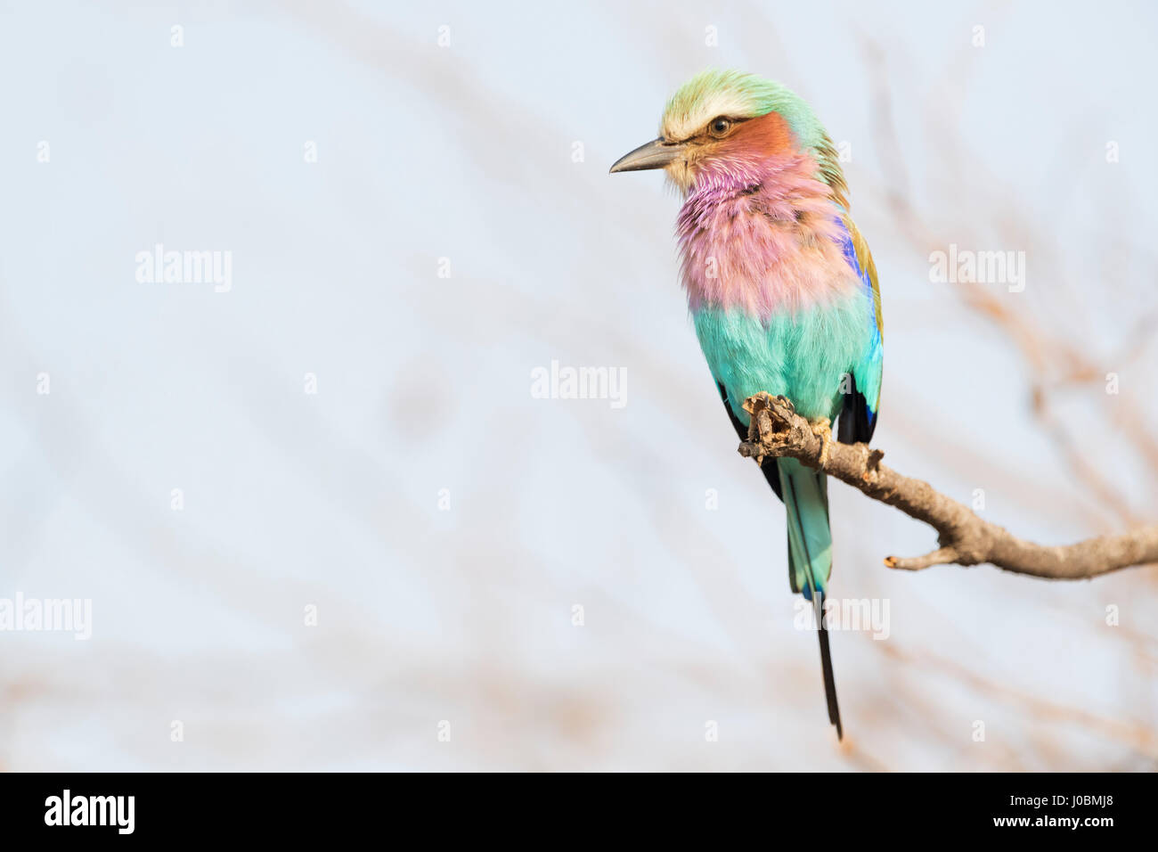 Lilla-breasted rullo (Coracias caudata) appollaiato su un ramo, il Parco Nazionale Kruger, Sud Africa. Foto Stock