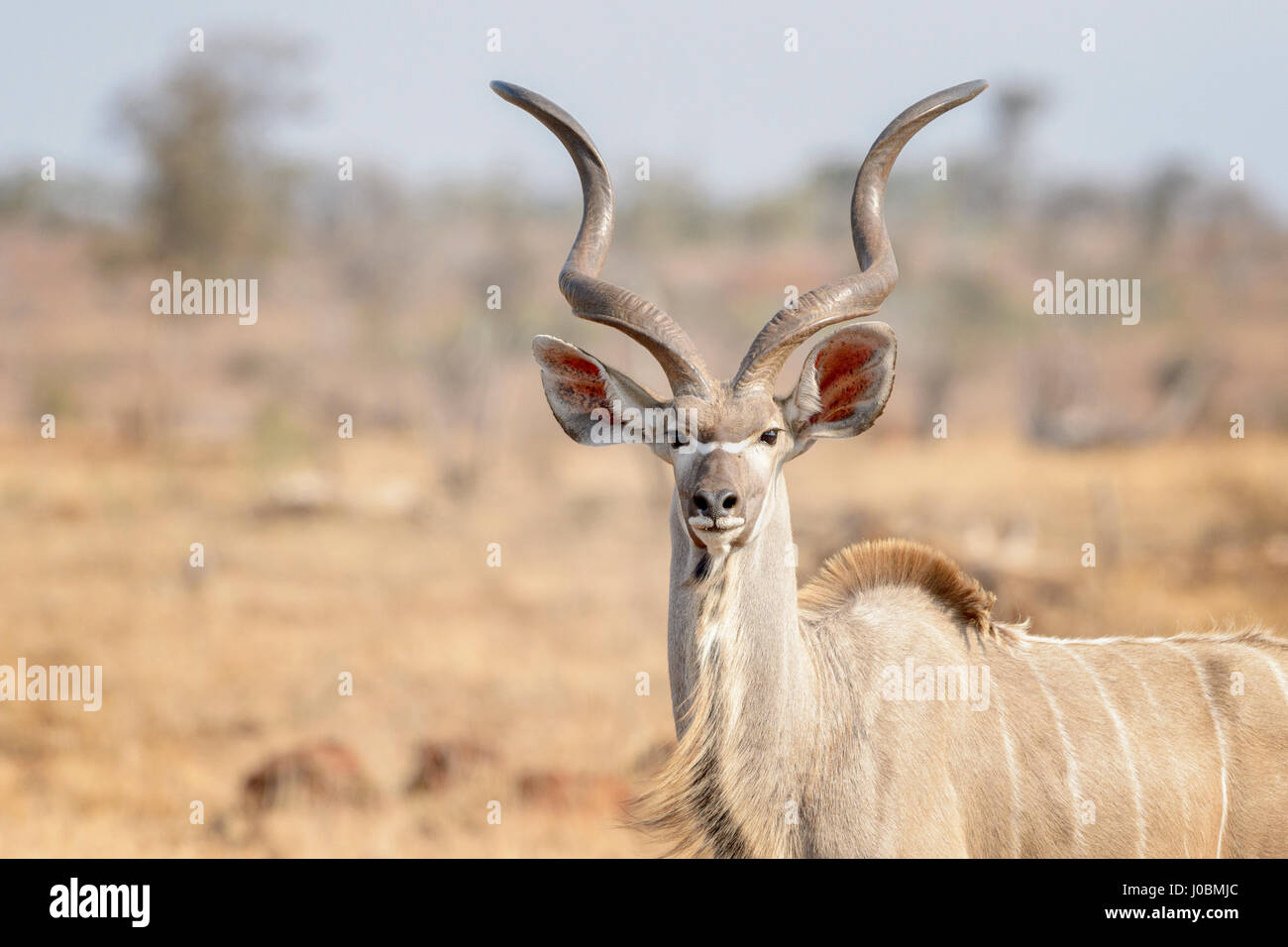 Kudu maggiore (Tragelaphus strepsiceros), ritratto maschile, guardando la telecamera, Kruger National Park, Sud Afroca. Foto Stock