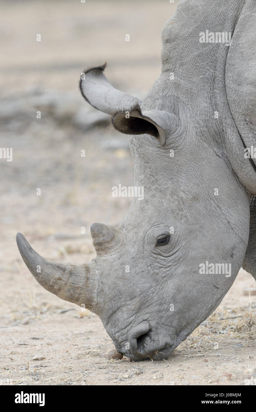 Rinoceronte bianco (Ceratotherium simun), mangiare, Kruger National Park, Sud Africa Foto Stock