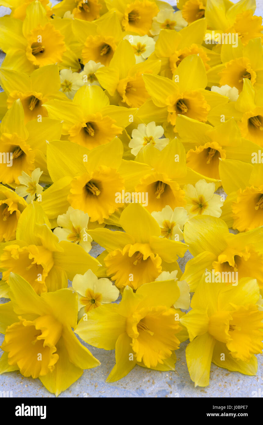 Tappeto giallo daffodil e primrose fiori disposti su carta velina bianca, con fiori di fronte alla macchina fotografica. Soft ombra meno luce diurna. Foto Stock