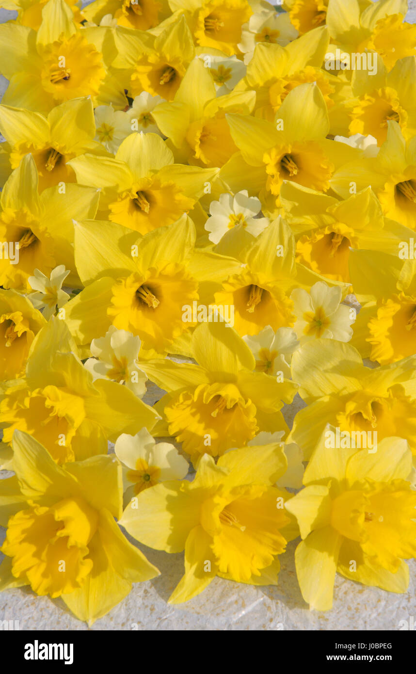Tappeto giallo daffodil e primrose fiori disposti su carta velina bianca, con fiori di fronte alla macchina fotografica. La luce del sole con le ombre. Foto Stock