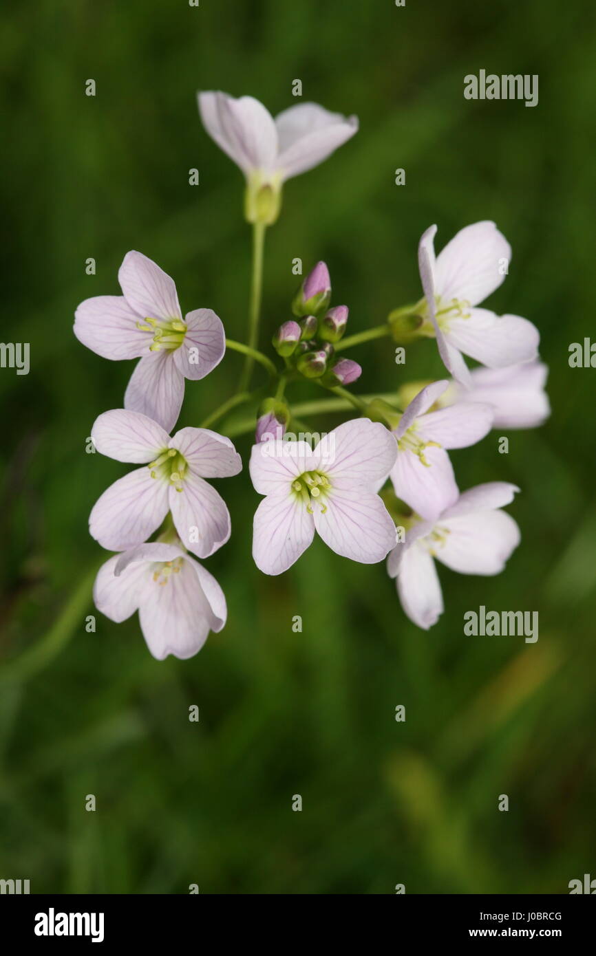 Il cuculo-fiori / Lady's Smock cardamine pratensis nel bosco vicino a Bangor Co Down N Irlanda Foto Stock