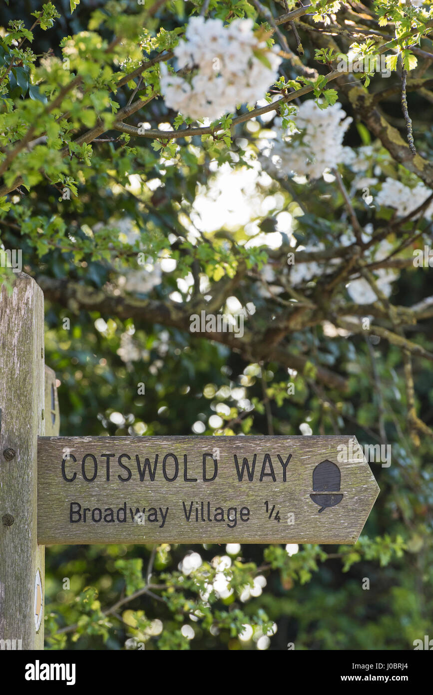 Cotswold modo segno di post e albero fiorisce in primavera a Broadway, Cotswolds, Worcestershire, Inghilterra Foto Stock