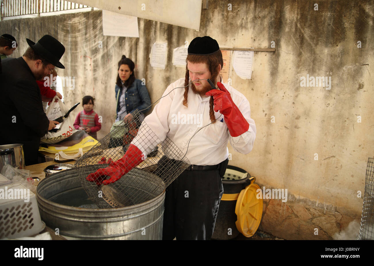 Un ebreo ortodosso uomo tira un piatto da acqua fredda dopo immersione prima in acqua bollente per rendere Kosher per le prossime vacanze di Pasqua. Jer Foto Stock