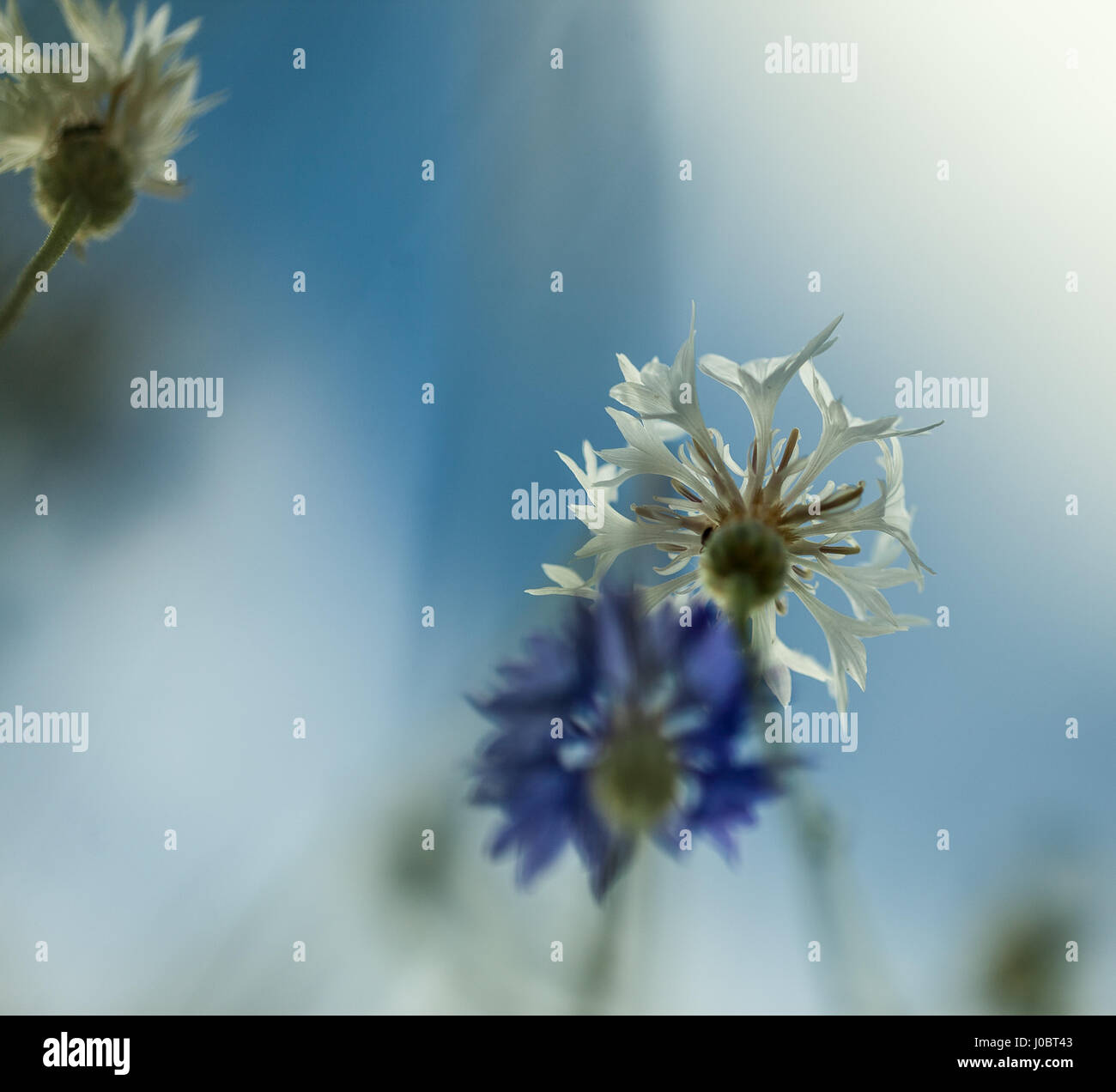 In primavera ed estate la fioritura. Violette. Extreme close-up e la profondità di campo Foto Stock