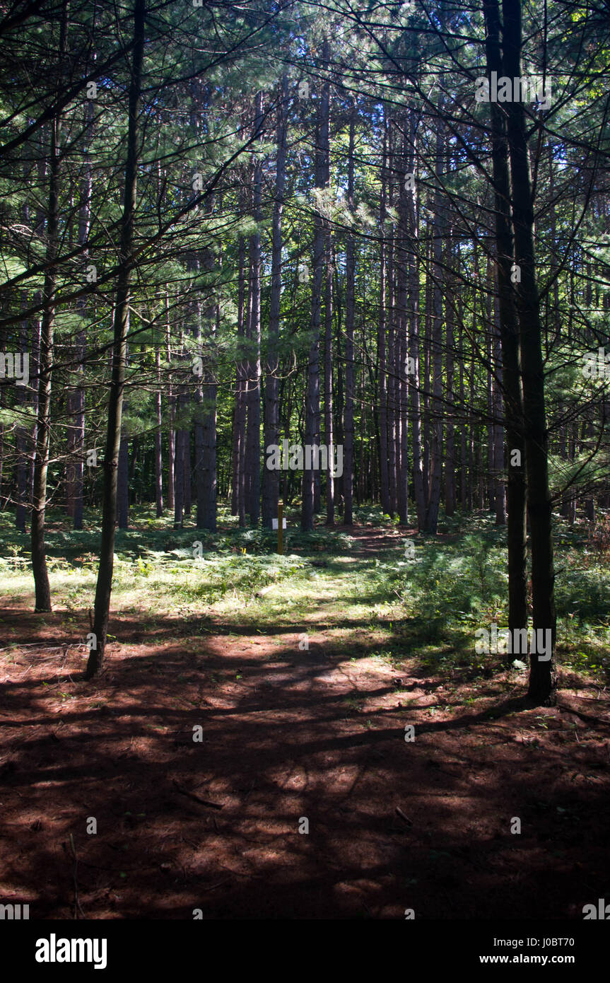 Foresta con la mattina presto la rottura della luce nelle tenebre Foto Stock