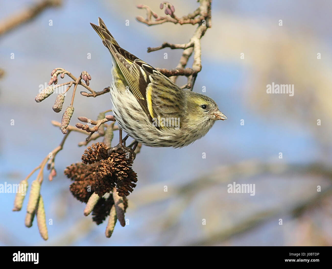 Rovistando femmina lucherino eurasiatico (Carduelis spinus) su amenti ontano Foto Stock