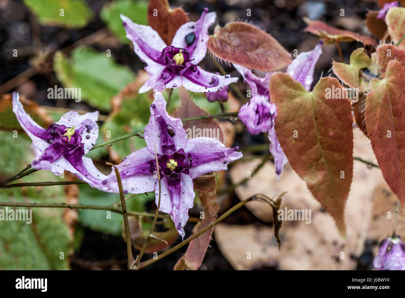 Grandi barrenwort fiorito, Epimedium grandiflorum Foto Stock