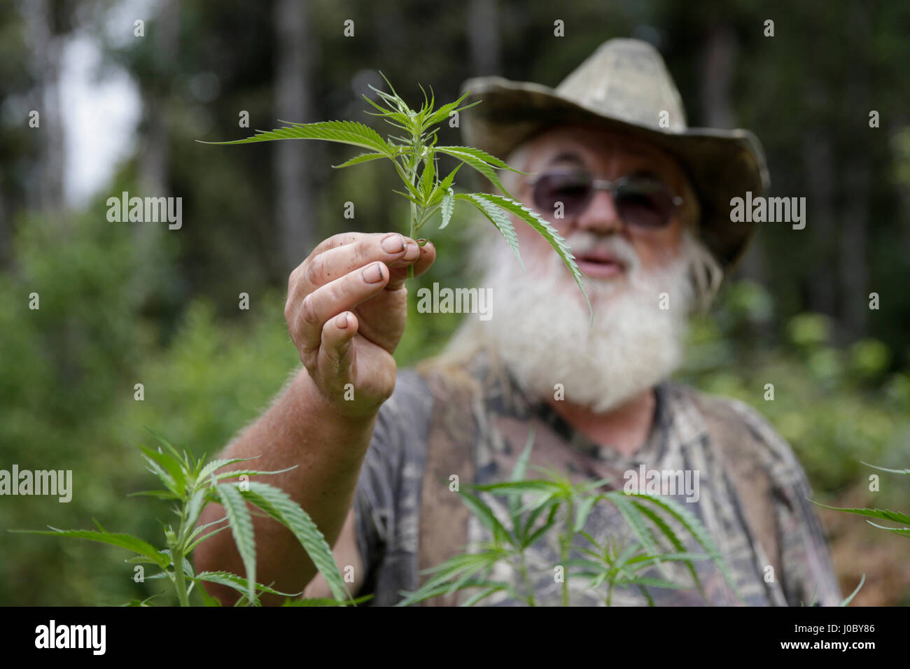 Timothy Littlefield, membro del Yurok tribù indiana, comporta per un ritratto mentre la coltivazione di marijuana vicino alla sua casa sulla luglio 10, 2015. Yurok Indian Foto Stock