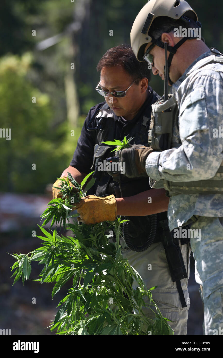 Ufficiali con il Humboldt sceriffo della contea e Dipartimento protezione nazionale della California ispezionare le piante di marijuana sequestrata nel corso di un raid a luglio 14, 201 Foto Stock