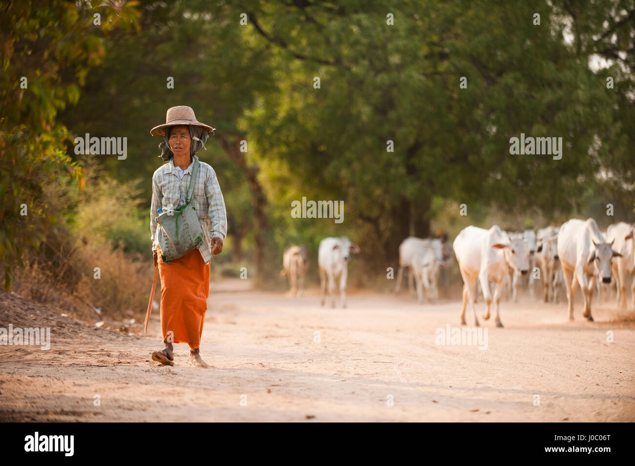 Un agricoltore con la sua mandria di mucche, Mandalay regione, Myanmar (Birmania), Asia Foto Stock