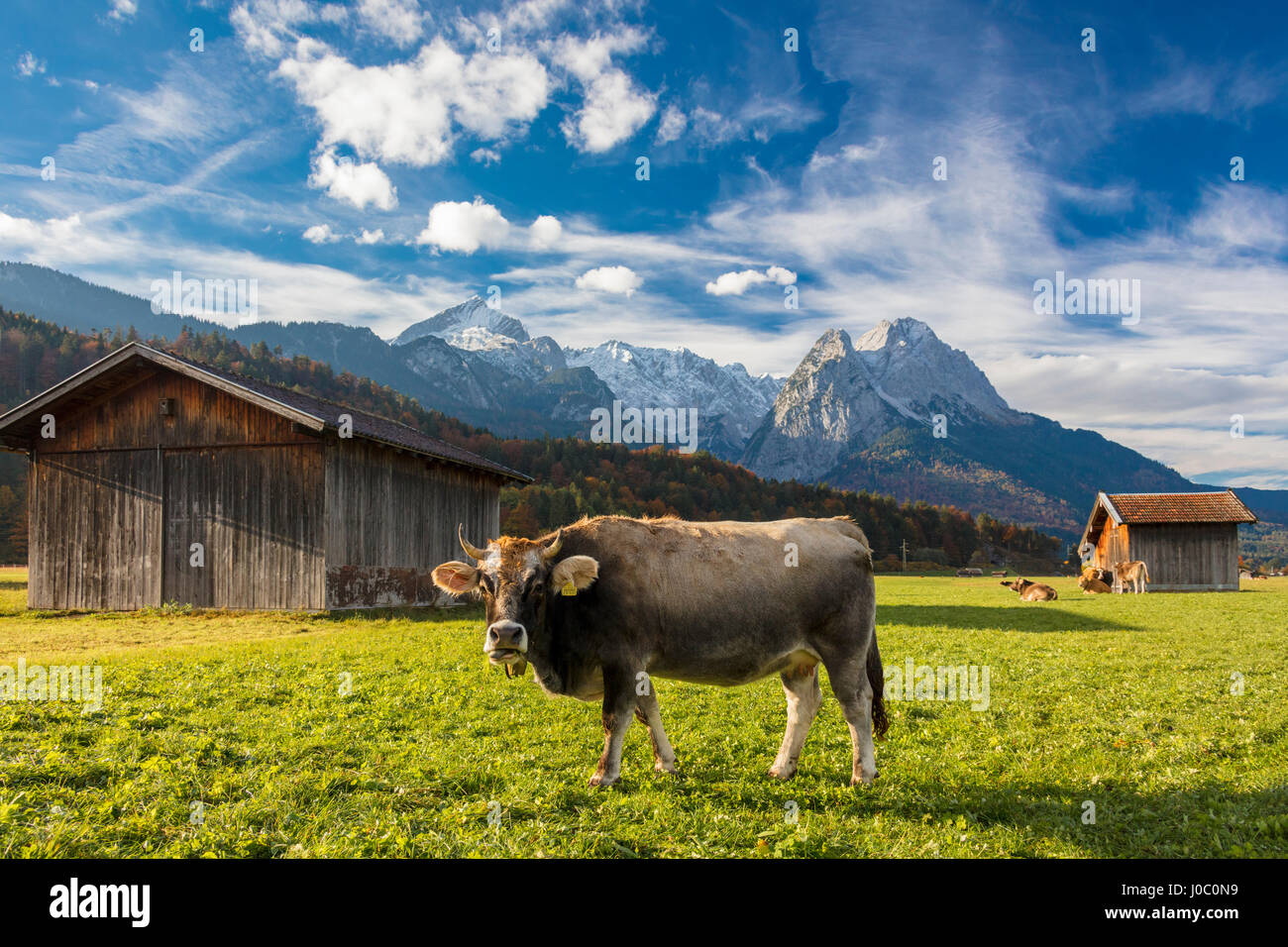 Vacca in verdi pascoli incorniciata da alte cime delle Alpi, Garmisch Partenkirchen, Alta Baviera, Germania Foto Stock