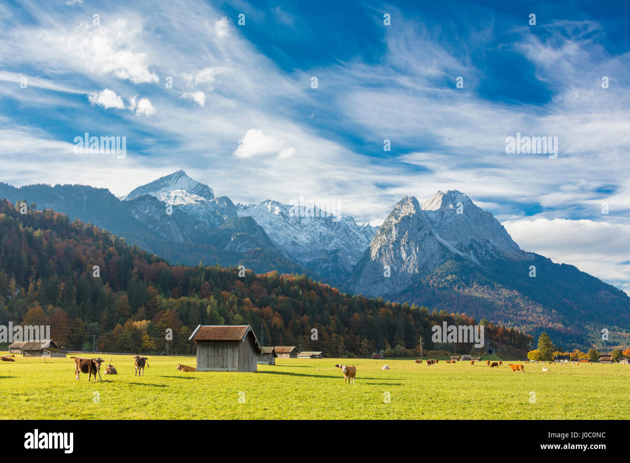 Le mucche nei pascoli verdi incorniciata da alte cime delle Alpi, Garmisch Partenkirchen, Alta Baviera, Germania Foto Stock