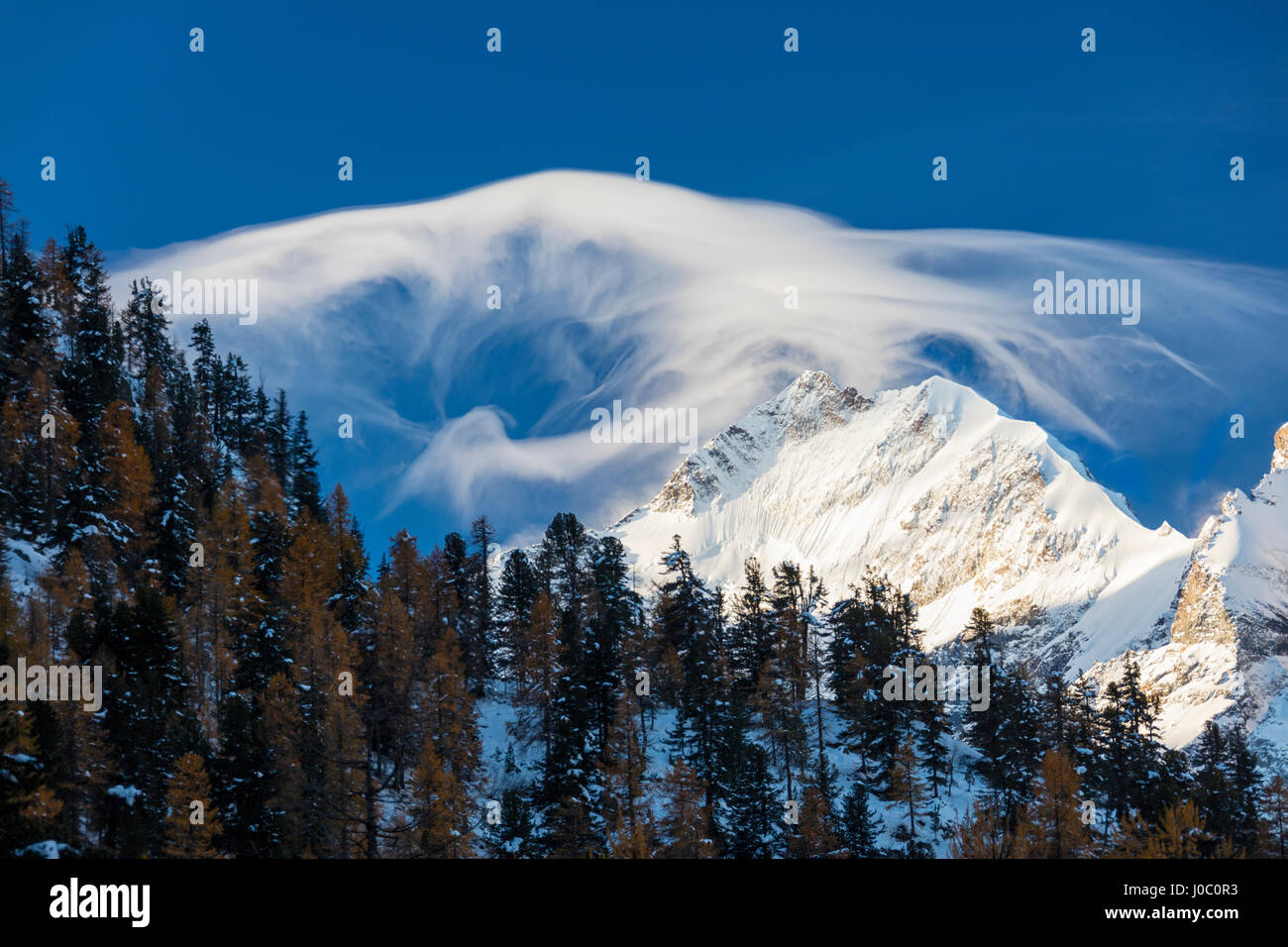 Nuvola Bianca all'alba illumina il Piz Bernina e Biancograt, incorniciato da boschi del Cantone dei Grigioni, Engadina, Svizzera Foto Stock