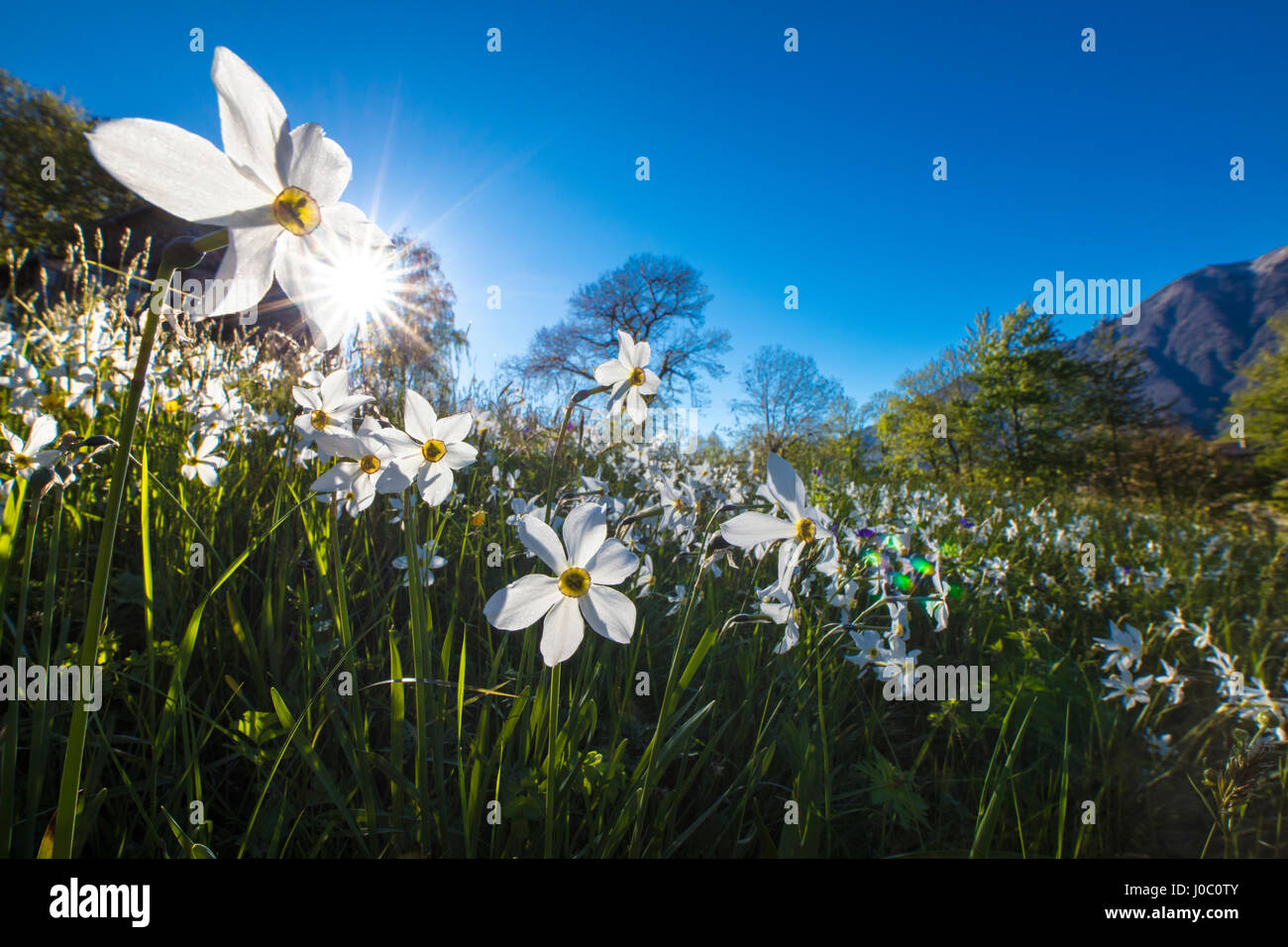 Sole splende su narcisi in fiore su campi verdi delle Alpi Orobie, Dossa, provincia di Sondrio e della Valtellina, Lombardia, Italia Foto Stock