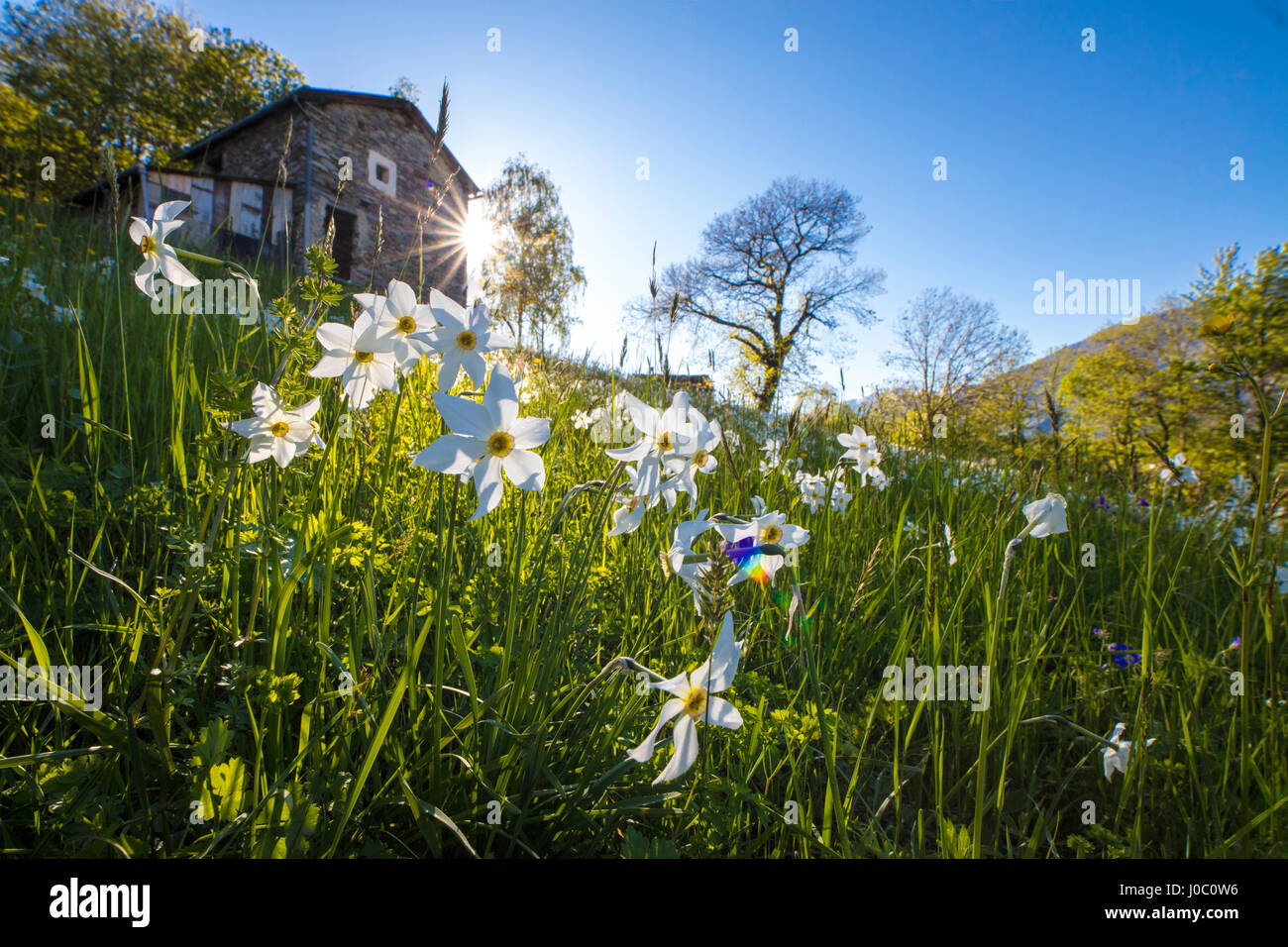 Sole splende su narcisi in fiore su campi verdi delle Alpi Orobie, Dossa, provincia di Sondrio e della Valtellina, Lombardia, Italia Foto Stock