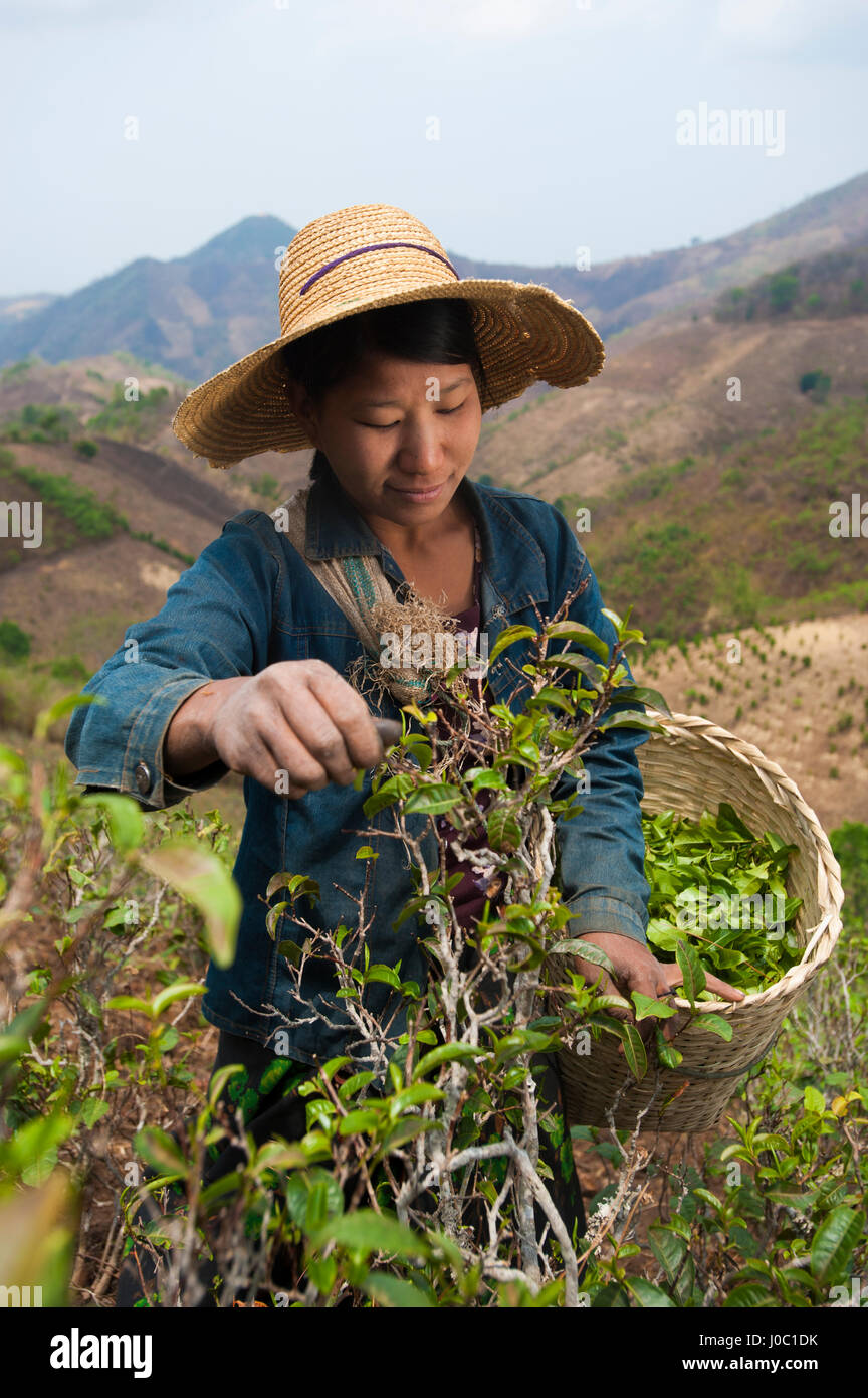 Una donna raccoglie foglie di tè nelle colline intorno a Kalaw Stato Shan, Myanmar (Birmania), Asia Foto Stock