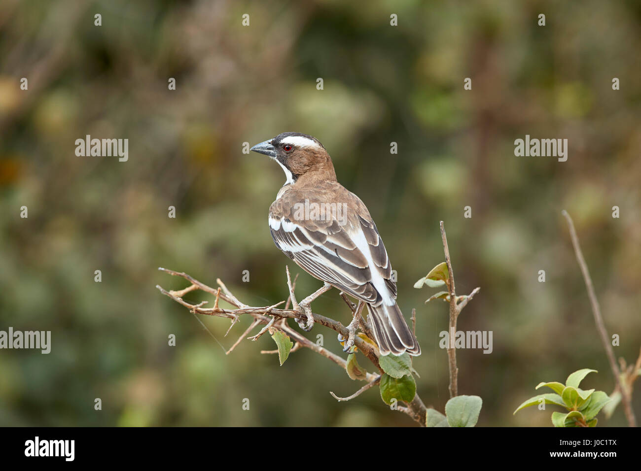 Bianco-browed sparrow-weaver (Plocepasser mahali), Riserva Selous, Tanzania Foto Stock