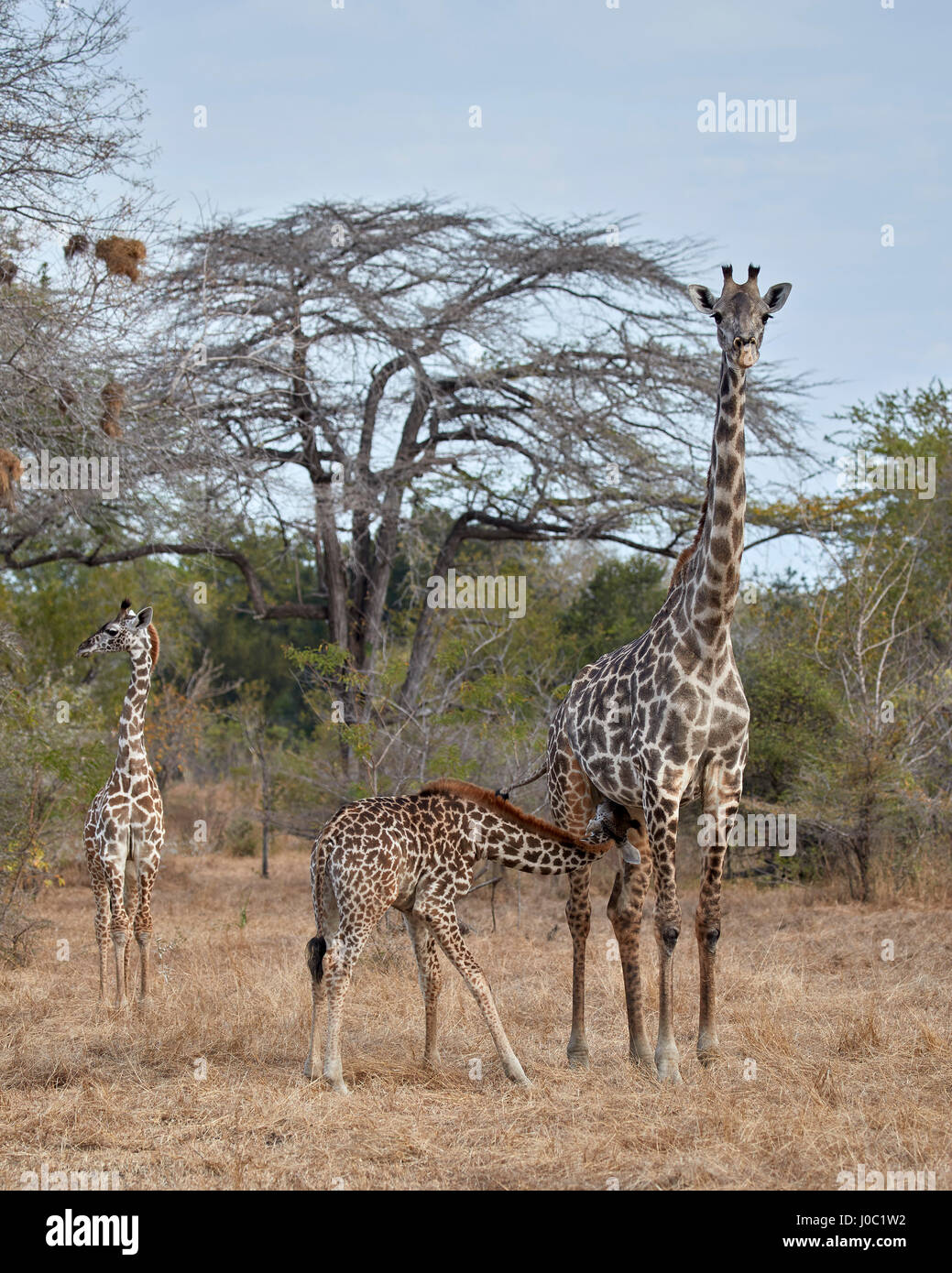 Masai giraffe (Giraffa camelopardalis tippelskirchi) infermieristica, Riserva Selous, Tanzania Foto Stock