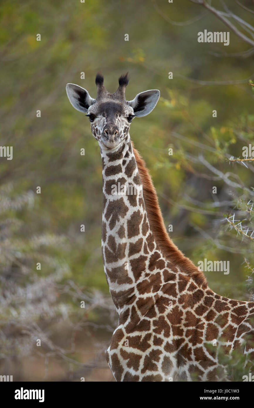 Giovani Masai giraffe (Giraffa camelopardalis tippelskirchi), Riserva Selous, Tanzania Foto Stock