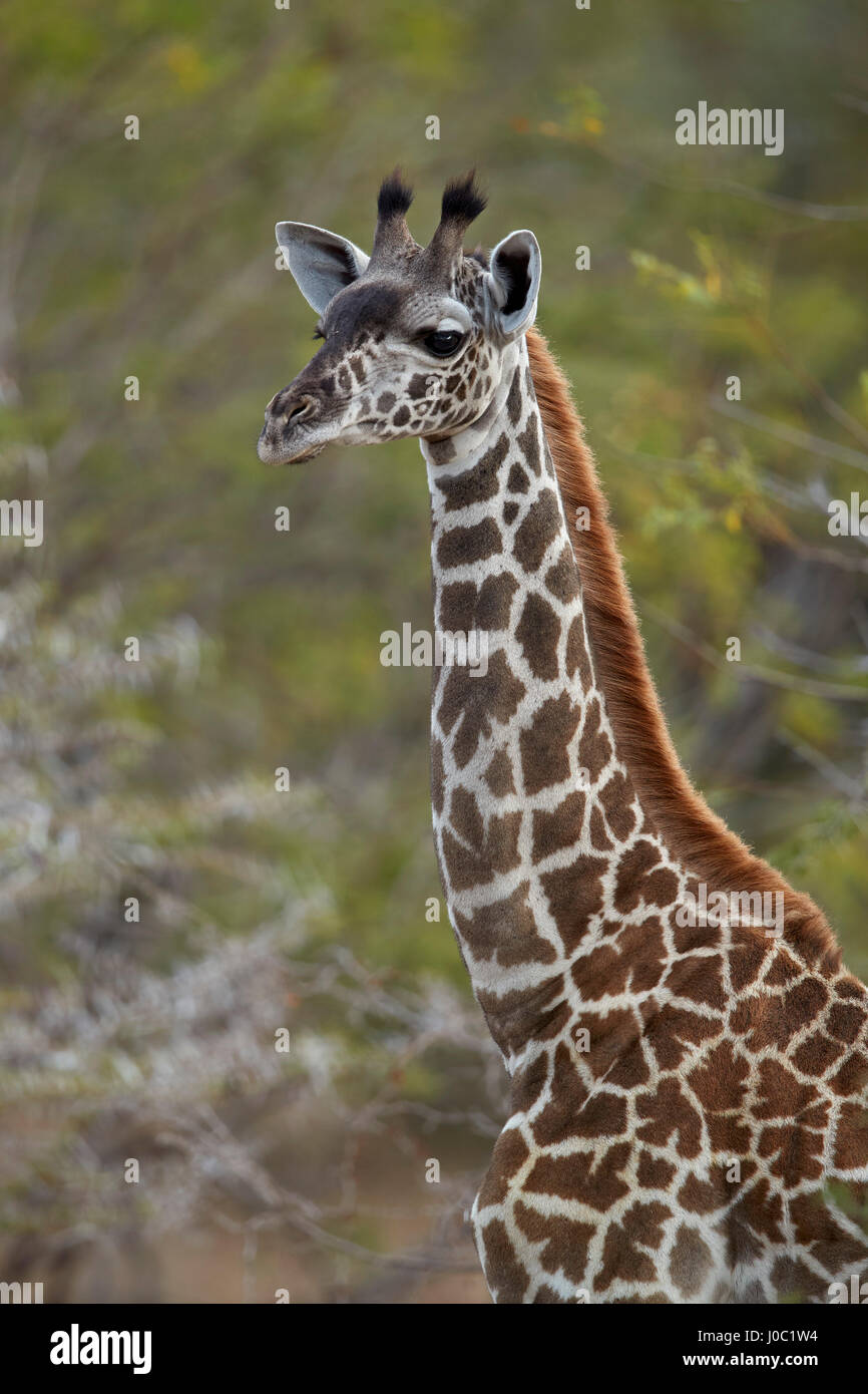 Giovani Masai giraffe (Giraffa camelopardalis tippelskirchi), Riserva Selous, Tanzania Foto Stock