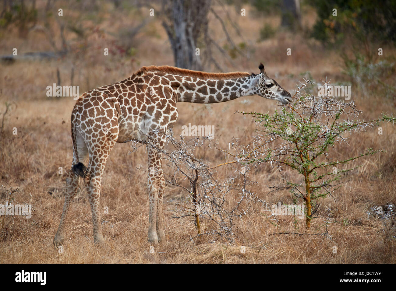 Giovani Masai giraffe (Giraffa camelopardalis tippelskirchi) alimentazione, Riserva Selous, Tanzania Foto Stock