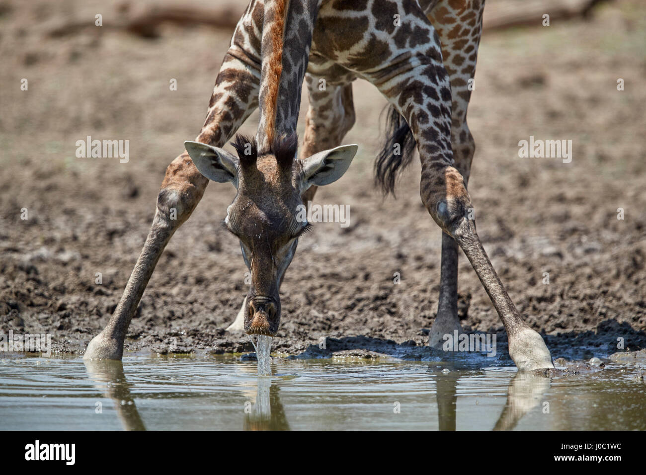 Masai giraffe (Giraffa camelopardalis tippelskirchi) bere, Riserva Selous, Tanzania Foto Stock