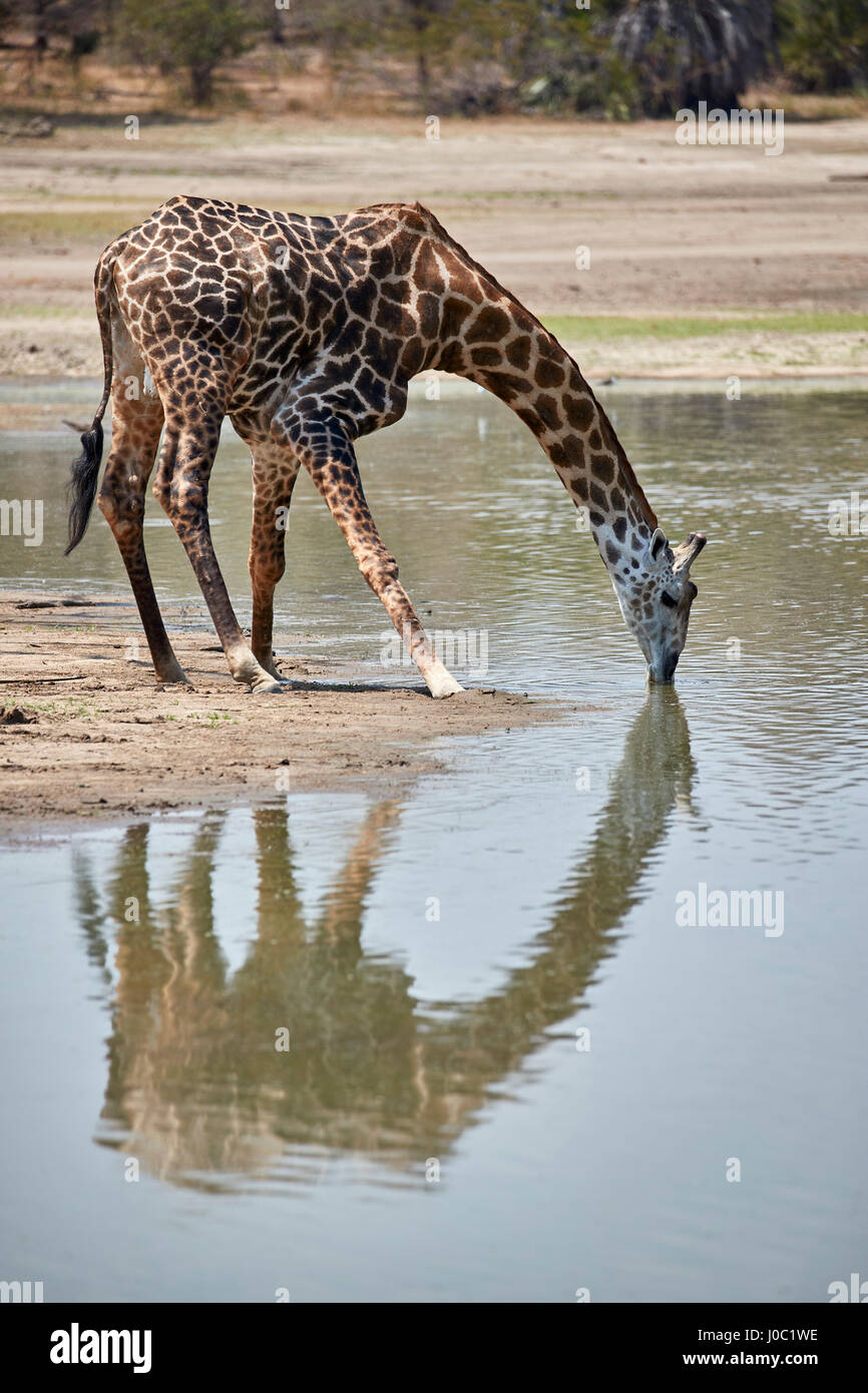 Masai giraffe (Giraffa camelopardalis tippelskirchi) bere, Riserva Selous, Tanzania Foto Stock