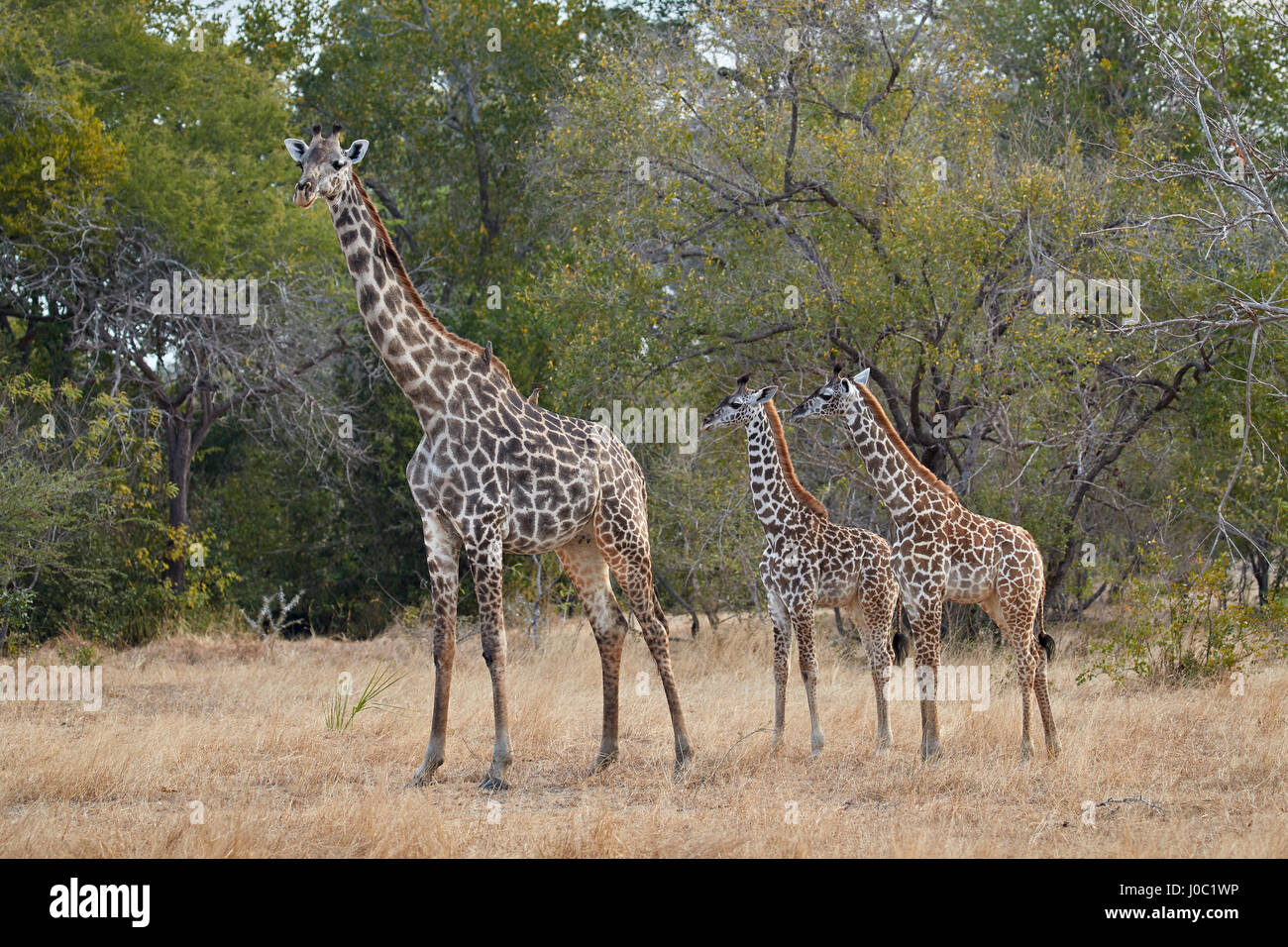 Masai giraffe (Giraffa camelopardalis tippelskirchi), adulti e due ragazzi, Riserva Selous, Tanzania Foto Stock