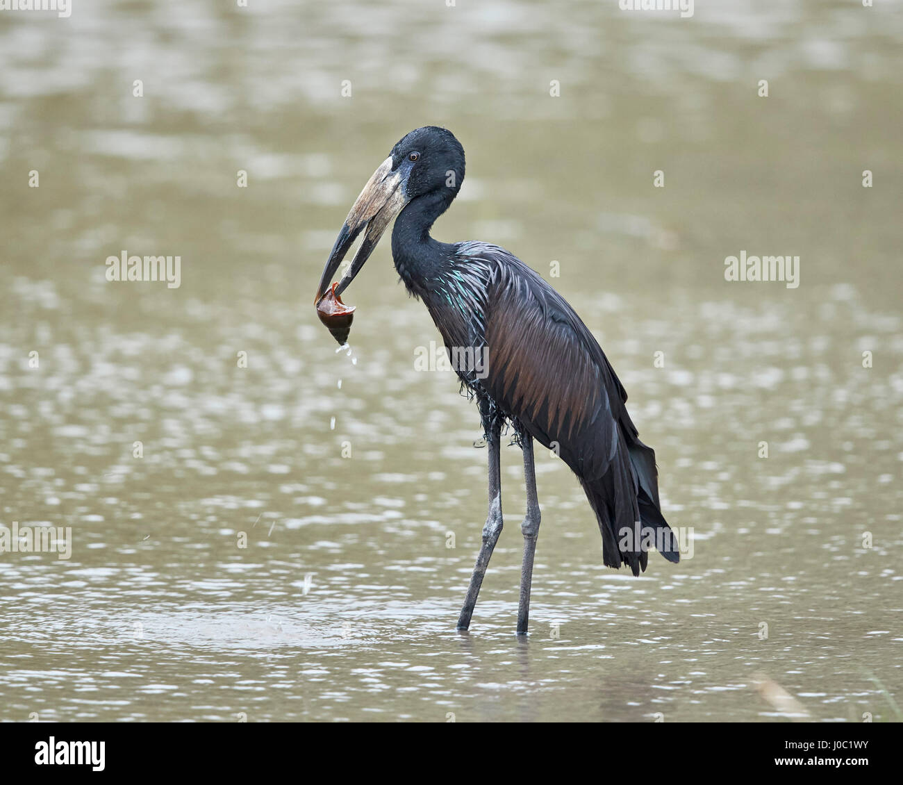 African open-fatturati stork (African openbill) (Anastomus lamelligerus) con una lumaca, Riserva Selous, Tanzania Foto Stock