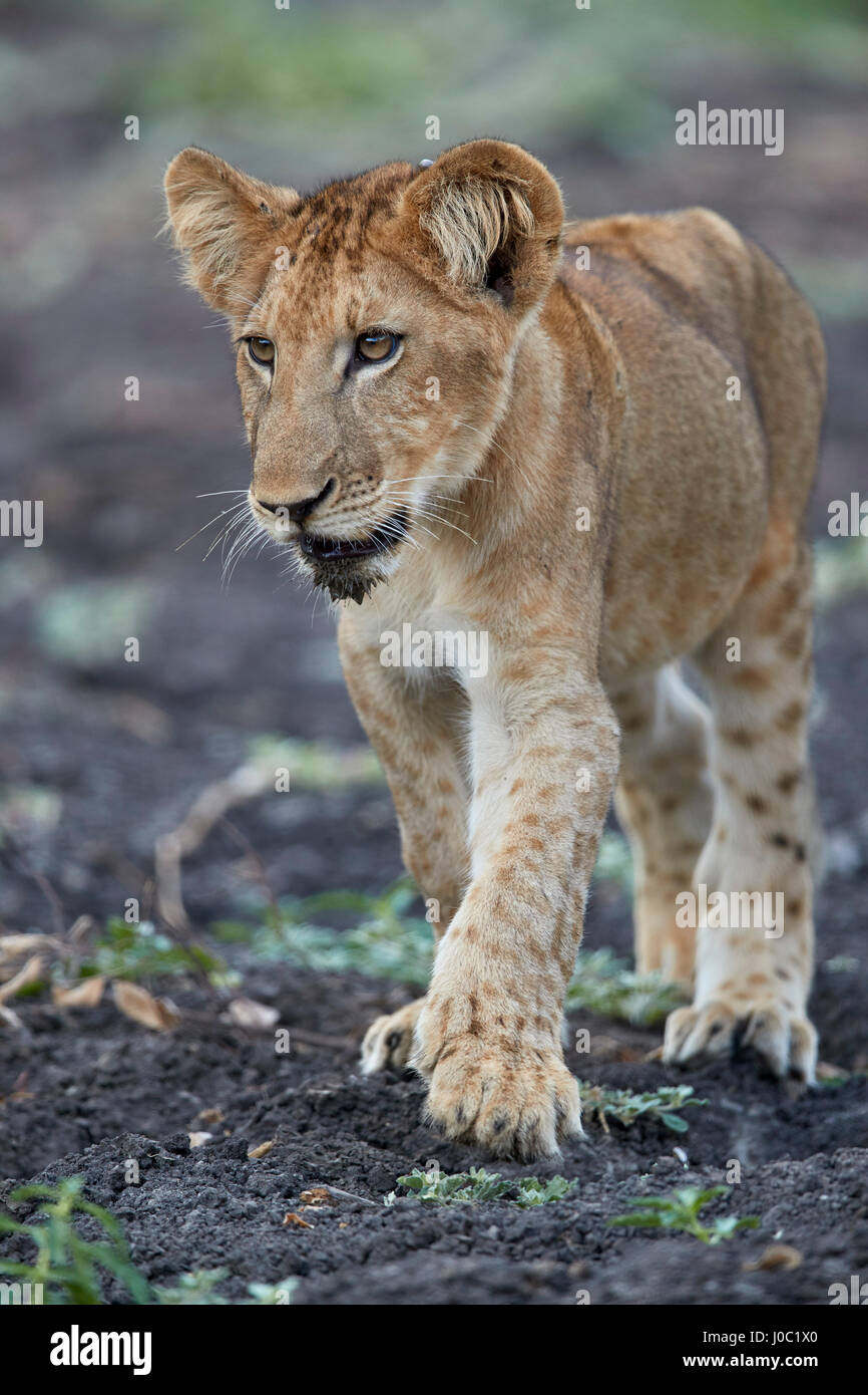 Lion (Panthera leo) cub, Riserva Selous, Tanzania Foto Stock
