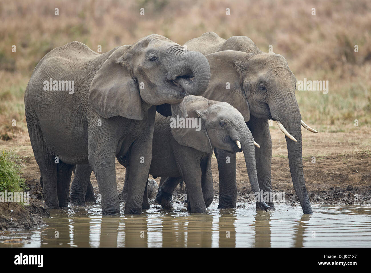 Tre dell' elefante africano (Loxodonta africana) bere, Mikumi National Park, Tanzania Foto Stock