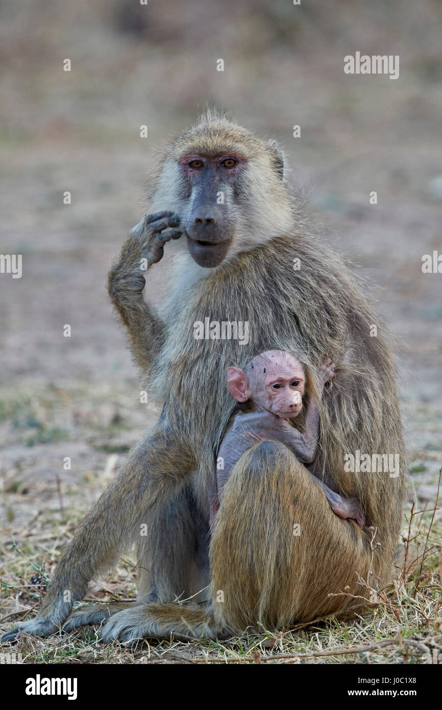 Giallo madre di babbuino e giorni-vecchio infantile, Ruaha National Park, Tanzania Foto Stock