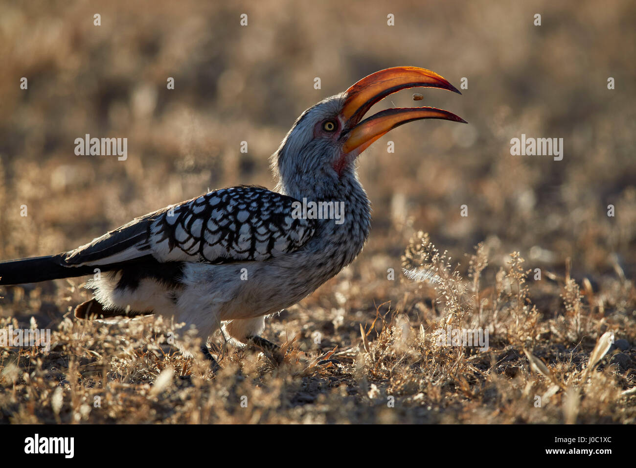 Southern Yellow-fatturati hornbill capovolgimento di un seme, Kgalagadi Parco transfrontaliero, abbracciando l'ex Kalahari Parco Nazionale Foto Stock