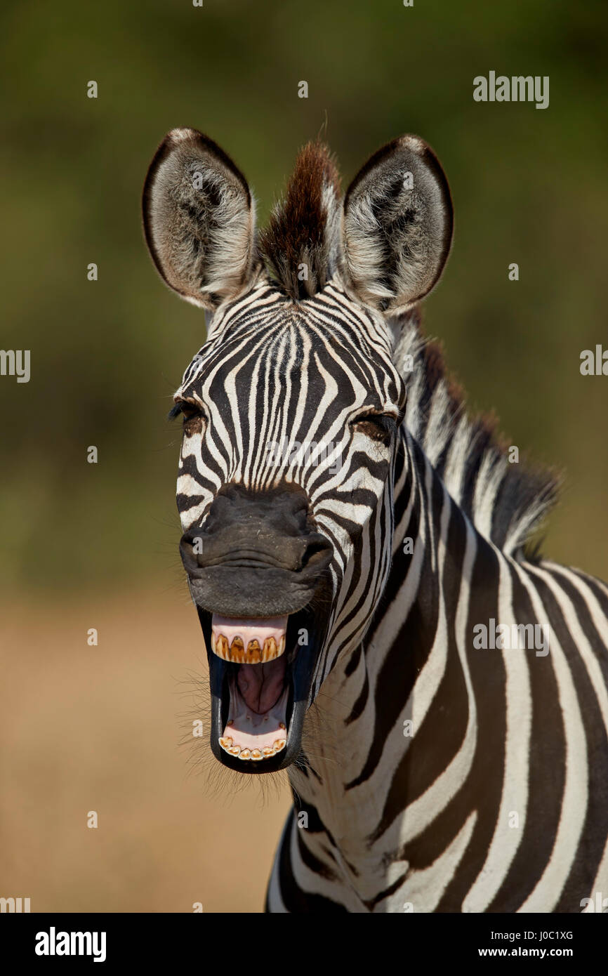 Zebra comune (pianure zebra) (Burchell's zebra) (Equus burchelli) sbadigli, Ruaha National Park, Tanzania Foto Stock