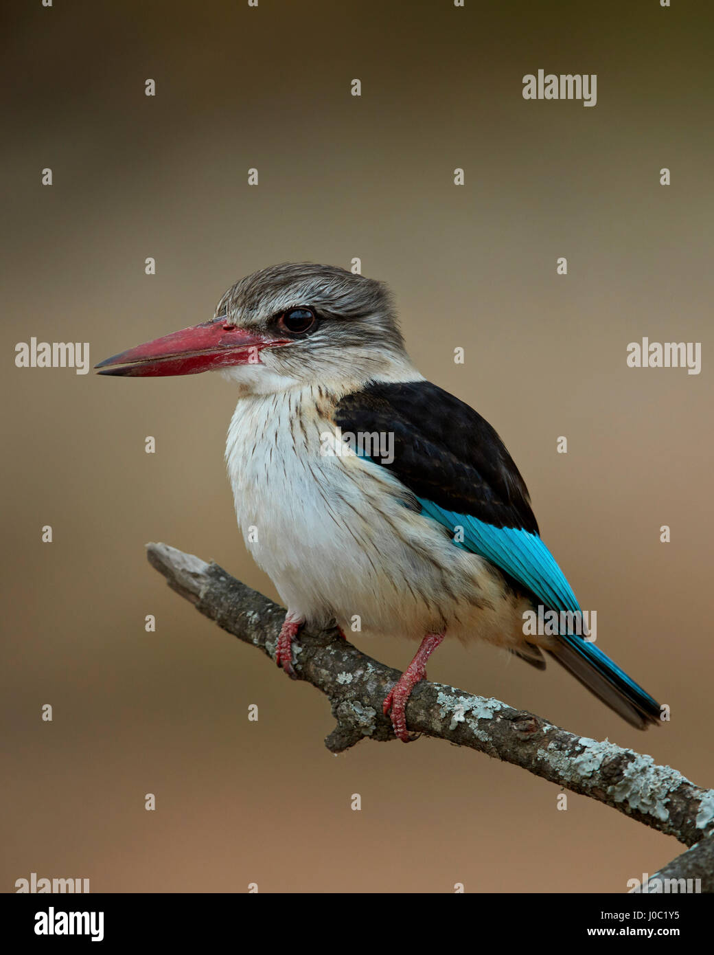Marrone-incappucciati kingfisher (Halcyon albiventris), Kruger National Park Foto Stock