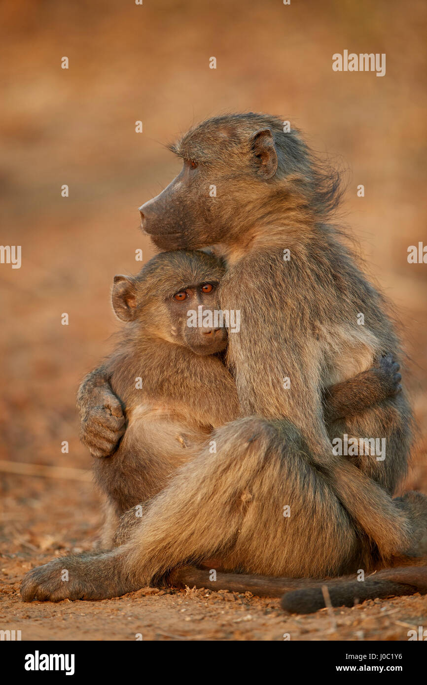 Chacma baboon (Papio ursinus) consolante di una giovane, Parco Nazionale Kruger Foto Stock