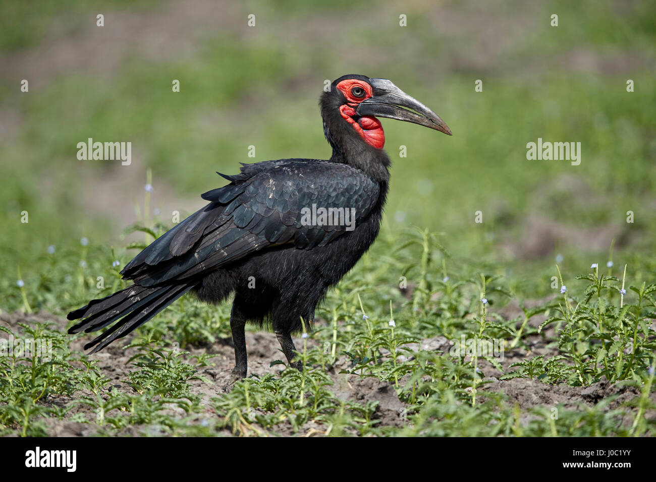 Massa meridionale-hornbill (massa hornbill) (Bucorvus leadbeateri), Riserva Selous, Tanzania Foto Stock