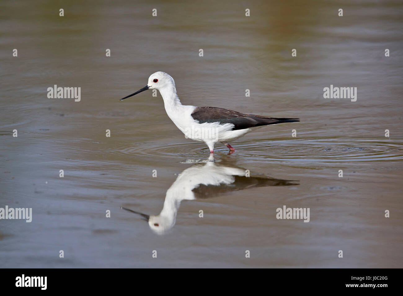 Black-winged stilt (Himantopus himantopus), Riserva Selous, Tanzania Foto Stock