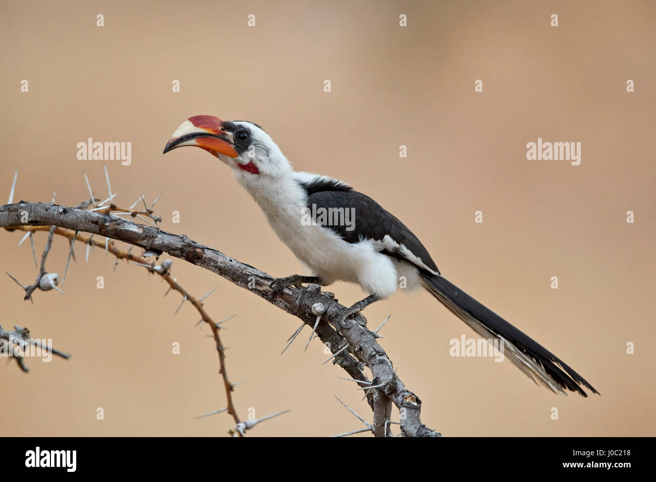 Von der Decken's Hornbill (Tockus deckeni), maschio, Riserva Selous, Tanzania Foto Stock