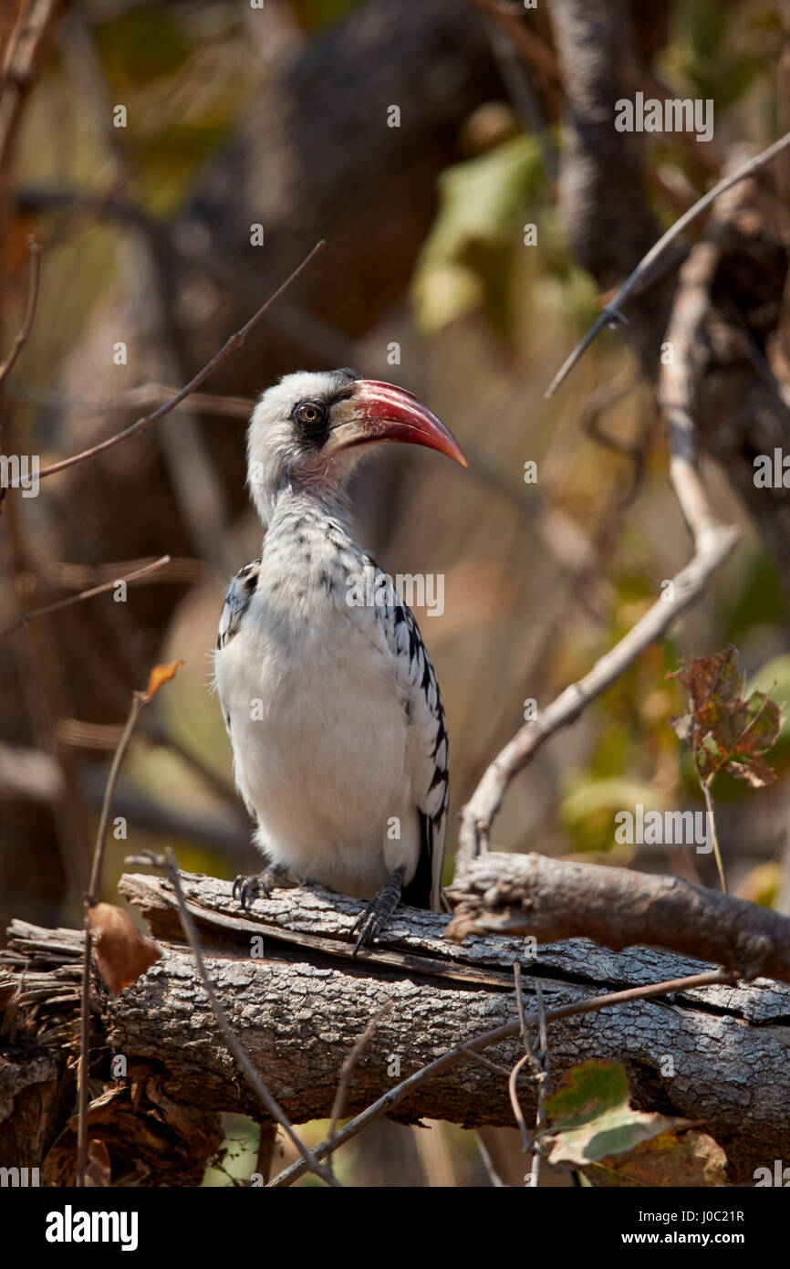 Ruaha hornbill (Ruaha rosso-fatturati hornbill) (rosso tanzaniano fatturati hornbill) (Tockus ruahae), Ruaha National Park, Tanzania Foto Stock