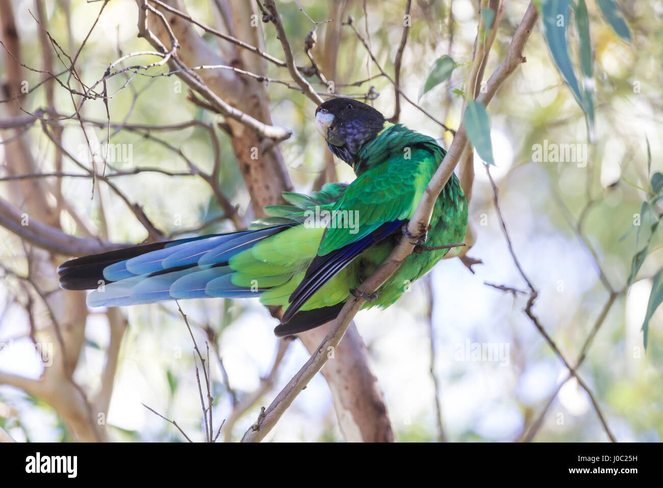 Ringneck Austraian. Barnardius zonarius, graticcio Grove, Peth, Western Australia. Foto Stock