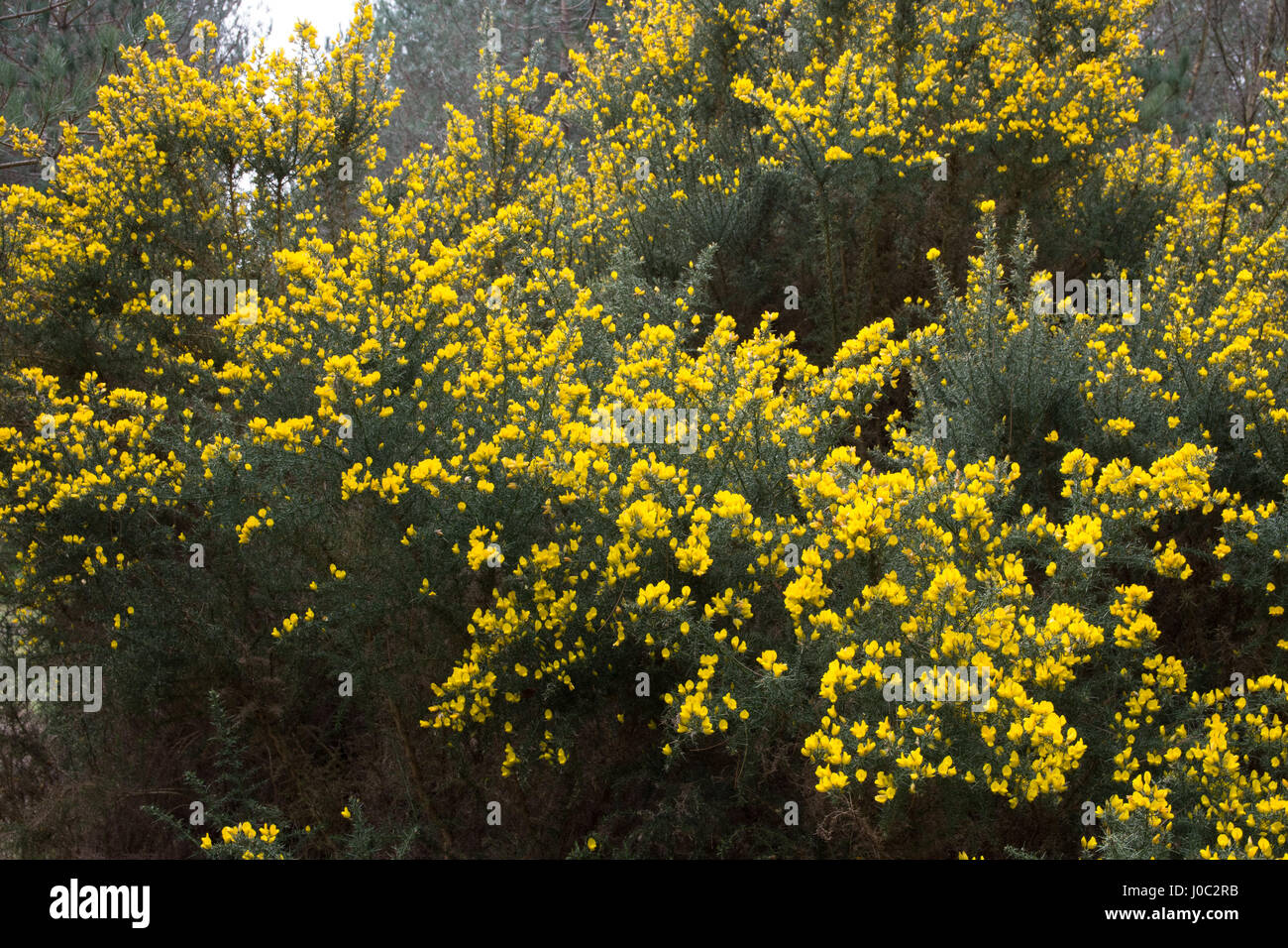 Ginestre fiorite di boccole in un bosco Foto stock - Alamy